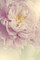 Angelic Petals Poster Print by Sarah Gardner - Item # VARPDX10141